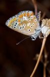 Southern Brown Argus Stock Photo