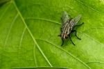 Fly On Green Leaf Stock Photo