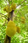 Jack Fruit Stock Photo