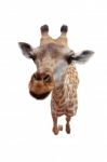 Giraffe Isolated Background Stock Photo