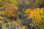 Autumn Scenery With Yellow, Green And Red Shinning Leaves In Fall In The Forest Stock Photo