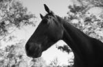 Horse In The Paddock Stock Photo