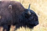 American Bison (bison Bison) Stock Photo