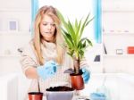 Woman Transplant Plant At Home Stock Photo