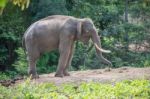 Asia Elephent Tether With Chain Stock Photo