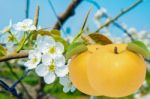 Pear With Pear Flowers Background Stock Photo