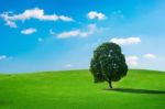 Single Tree,tree In Field And Blue Sky.olympic Park In Korea Stock Photo