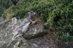 Wild Goat (capra Aegagrus) Stock Photo