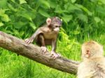 Baby Monkey Looking At Mom Stock Photo