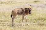 Blue Wildebeest In Tanzania Stock Photo