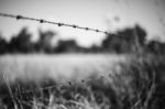 Rusted Sharp Timber And Metal Barb Wire Fence Stock Photo