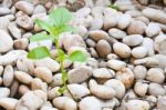 Small Plant Grow Up On  Gravel Stock Photo