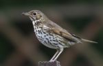 Mistle Thrush - Turdid Viscivorus Stock Photo