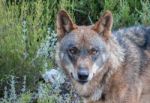 The Iberian Wolf Stock Photo