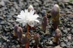 Bloodroot (sanguinaria Canadensis) Stock Photo