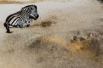 Zebra Lying On The Ground Stock Photo