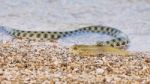 Sea Fish In The Mouth Of A Water Snake Stock Photo