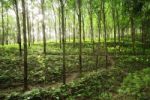 Rubber Trees Stock Photo