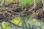 Mangrove Forests Stock Photo