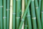 Bamboo Stock Photo