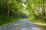 A Curvy Road Of Fresh Green Tree Stock Photo