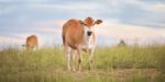 Country Cows Stock Photo