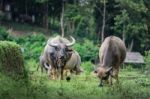 Buffaloes Are Eating Grass At The Fields In Chiang Mai Stock Photo