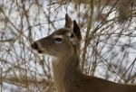 Beautiful Isolated Photo With A Young Wild Deer In The Snowy Forest Stock Photo