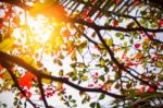 Daylight On Branch With A Blurred Image Stock Photo