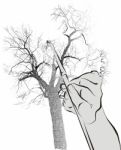 Line Drawing Of A Tree Stock Photo