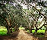 Path Between The Trees  Stock Photo