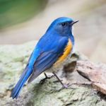 Male Himalayan Bluetail Stock Photo