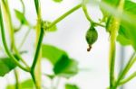 Close Up Baby Melon With Melon Flower, Popular Stock Photo