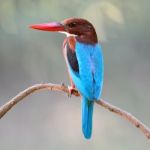 White-throated Kingfisher Stock Photo