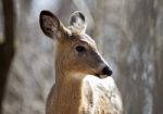 Beautiful Isolated Photo Of A Cute Wild Deer In The Forest Stock Photo