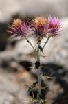 Seedhead Of The Milk Thistle, (silybum Marianum) Stock Photo