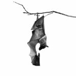 Flying Fox Stock Photo