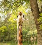 Giraffe Looking For Food During The Daytime Stock Photo