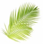 Palm Leaf Isolated On White Background Stock Photo