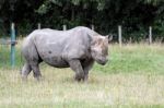 Black Rhinoceros Or Hook-lipped Rhinoceros (diceros Bicornis) Stock Photo