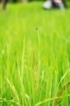 Rice In The Field Stock Photo