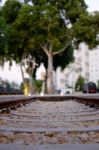 Tree Train Stock Photo