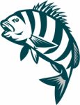 Sheepshead Fish Jumping Isolated Retro Stock Photo