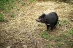 Tasmanian Devil Found During The Day In Tasmania Stock Photo