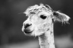 Alpaca In A Field. Black And White  Stock Photo