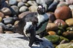 African Penguin (spheniscus Demersus) Stock Photo