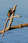 Kingfisher At Rainham Marshes Stock Photo