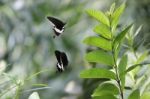 Black Butterfly Stock Photo