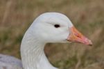 Beautiful Portrait Of A Wild Snow Goose Stock Photo