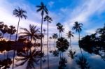 Tall Coconut Palm Trees At Twilight Sky Reflected In Water Stock Photo